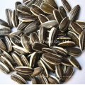 The Best Sunflower Seeds in Shell Bulk Wholesale 361, 363, 601, 5009